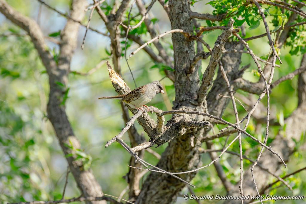 Emberiza_spodocephala_2024_0601_1706-4.jpg - Дальний Восток, Приамурье. Еврейская автономная область, Смидовичский район.1 июня 2024 г.