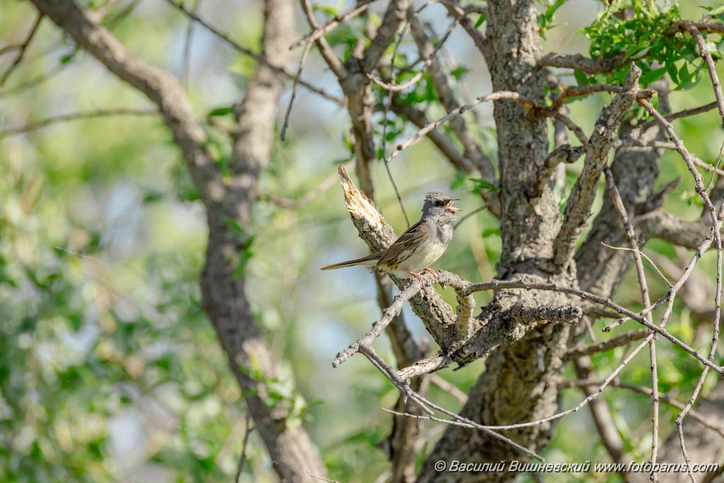 Emberiza_spodocephala_2024_0601_1706-5.jpg - Дальний Восток, Приамурье. Еврейская автономная область, Смидовичский район.1 июня 2024 г.
