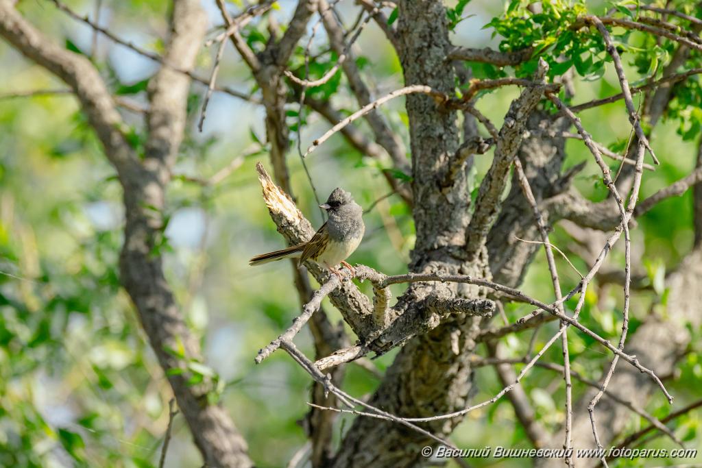 Emberiza_spodocephala_2024_0601_1706-6.jpg - Дальний Восток, Приамурье. Еврейская автономная область, Смидовичский район.1 июня 2024 г.