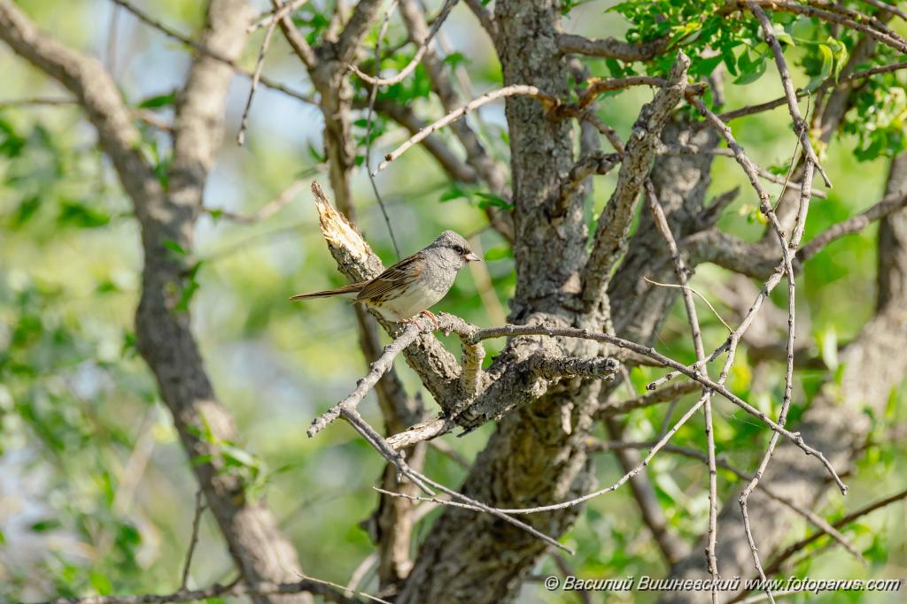 Emberiza_spodocephala_2024_0601_1706.jpg - Дальний Восток, Приамурье. Еврейская автономная область, Смидовичский район.1 июня 2024 г.