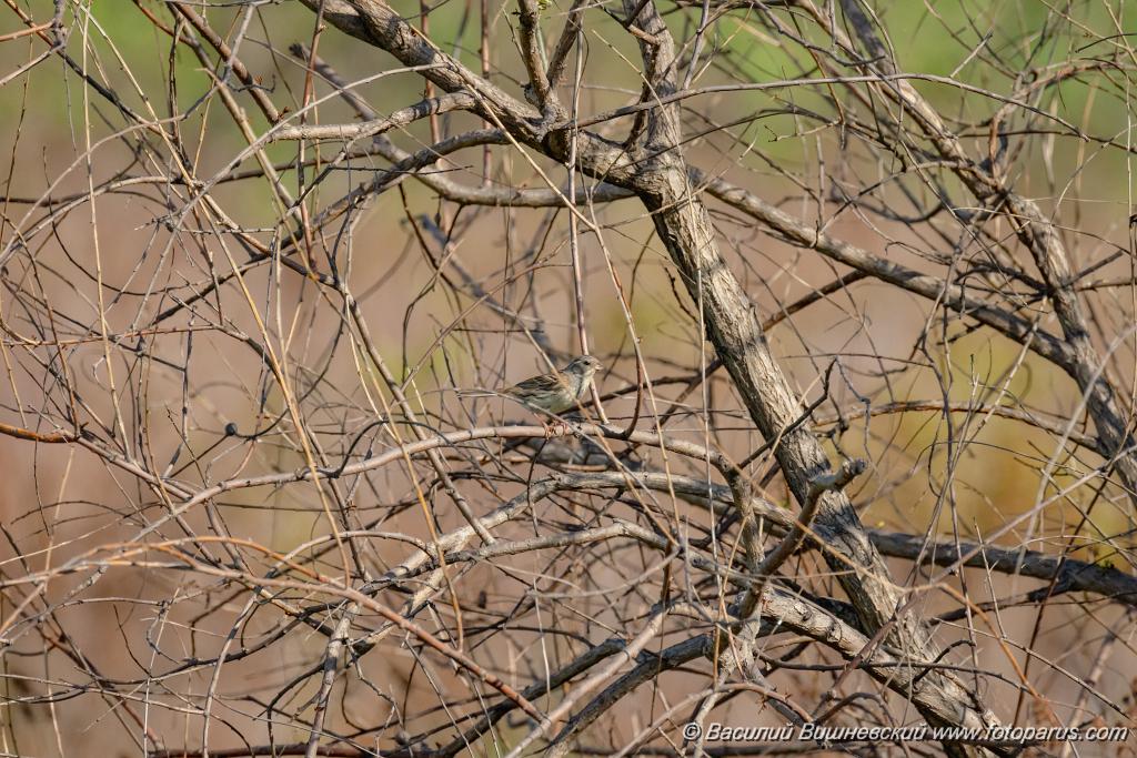 Emberiza_spodocephala_2024_0601_1713.jpg - Дальний Восток, Приамурье. Еврейская автономная область, Смидовичский район.1 июня 2024 г.