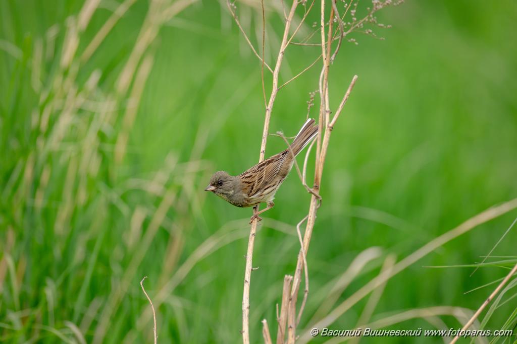 Emberiza_spodocephala_2024_0603_1712-5.jpg - Хабаровск, питомник имени Лукашова. 3 июня 2024 г.