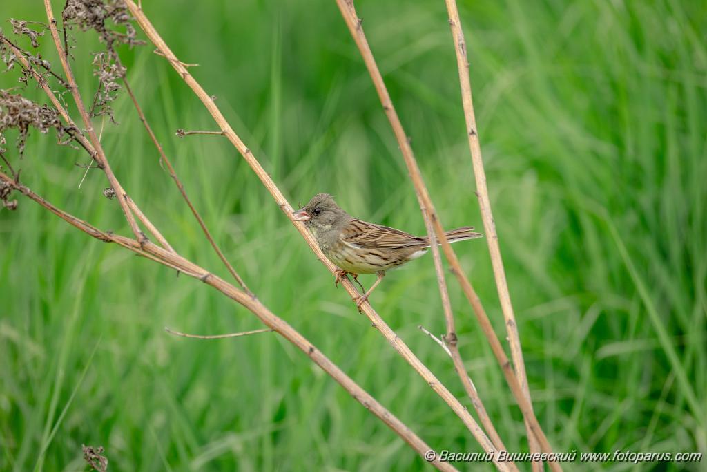 Emberiza_spodocephala_2024_0603_1712-7.jpg - Хабаровск, питомник имени Лукашова. 3 июня 2024 г.