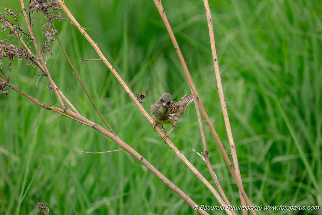 Emberiza_spodocephala_2024_0603_1712-8.jpg - Хабаровск, питомник имени Лукашова. 3 июня 2024 г.