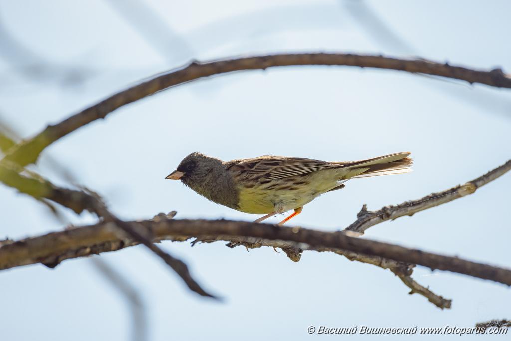 Emberiza_spodocephala_2024_0610_1605-2.jpg - Дальний Восток, Приамурье. Еврейская автономная область, Смидовичский район.10 июня 2024 г.