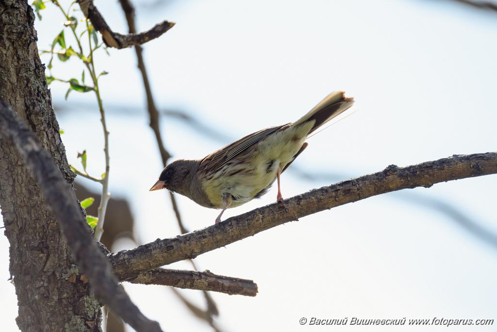 Emberiza_spodocephala_2024_0610_1605.jpg - Дальний Восток, Приамурье. Еврейская автономная область, Смидовичский район.10 июня 2024 г.