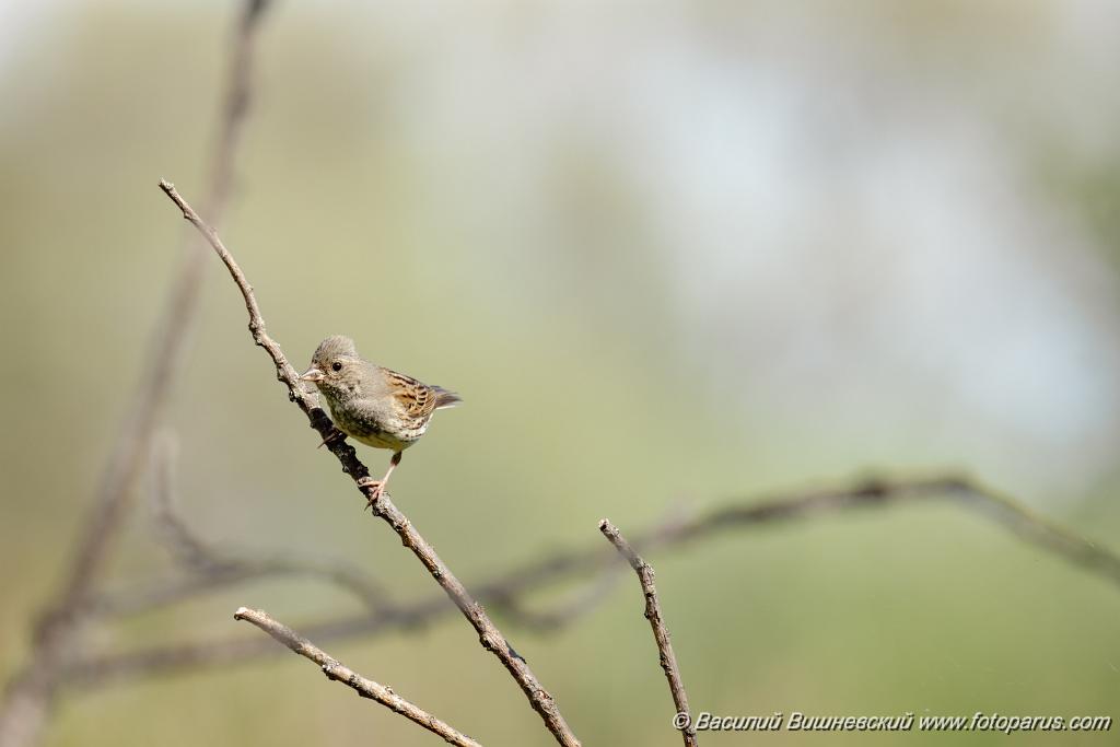 Emberiza_spodocephala_2024_0610_1622-4.jpg - Дальний Восток, Приамурье. Еврейская автономная область, Смидовичский район.10 июня 2024 г.