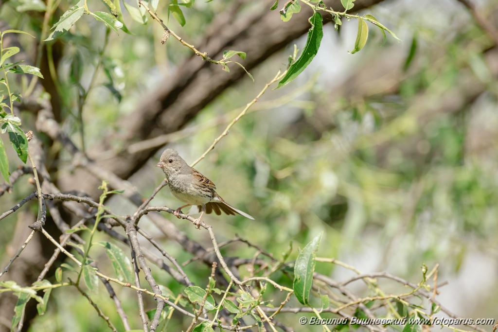 Emberiza_spodocephala_2024_0610_1622-5.jpg - Дальний Восток, Приамурье. Еврейская автономная область, Смидовичский район.10 июня 2024 г.