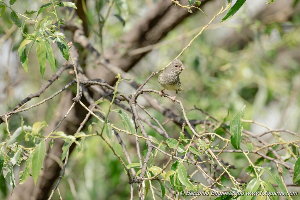 Emberiza_spodocephala_2024_0610_1622-6.jpg - Дальний Восток, Приамурье. Еврейская автономная область, Смидовичский район.10 июня 2024 г.