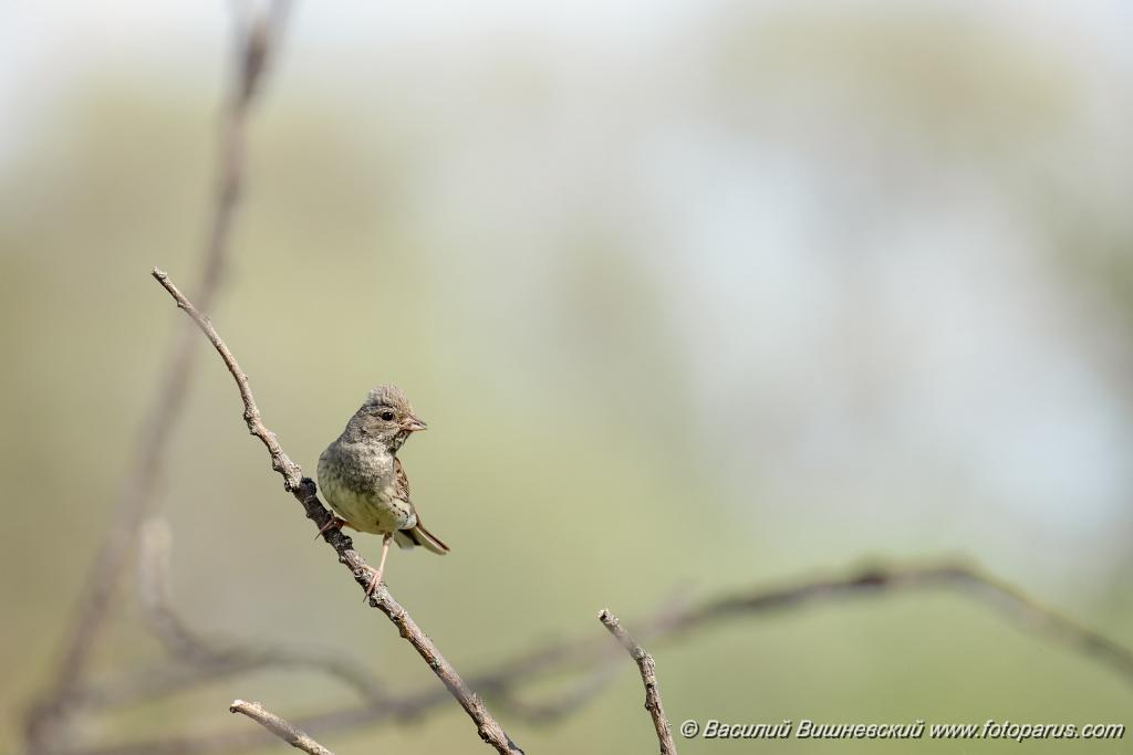 Emberiza_spodocephala_2024_0610_1622.jpg - Дальний Восток, Приамурье. Еврейская автономная область, Смидовичский район.10 июня 2024 г.