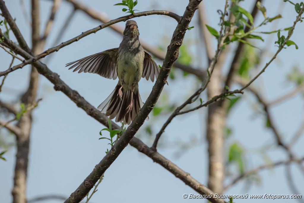 Emberiza_spodocephala_2024_0610_1625-3.jpg - Дальний Восток, Приамурье. Еврейская автономная область, Смидовичский район.10 июня 2024 г.