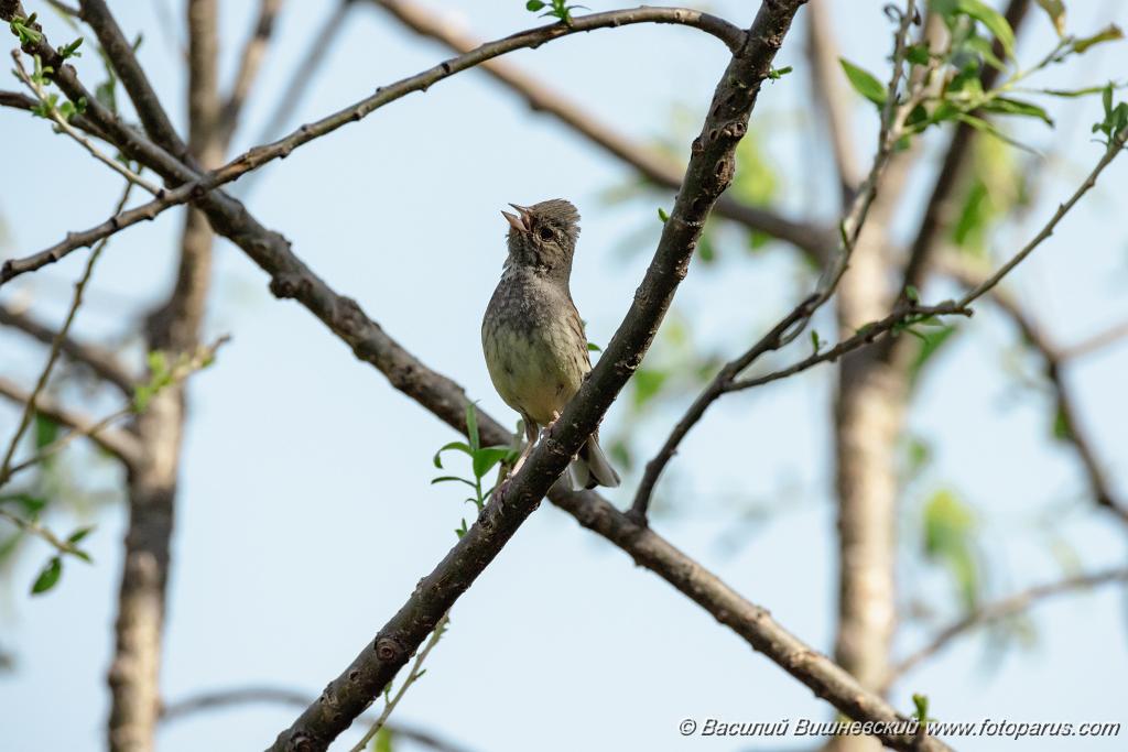 Emberiza_spodocephala_2024_0610_1625.jpg - Дальний Восток, Приамурье. Еврейская автономная область, Смидовичский район.10 июня 2024 г.
