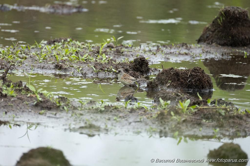 Emberiza_spodocephala_2024_0611_1233.jpg - Дальний Восток, Приамурье. Еврейская автономная область, Смидовичский район.11 июня 2024 г. июня 2024 г.