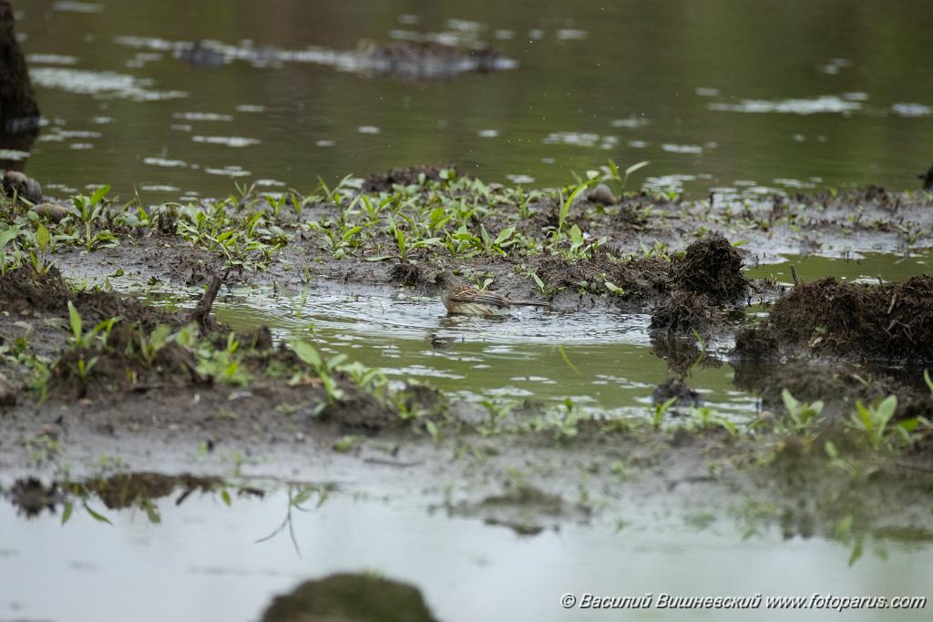 Emberiza_spodocephala_2024_0611_1234.jpg - Дальний Восток, Приамурье. Еврейская автономная область, Смидовичский район.11 июня 2024 г. июня 2024 г.