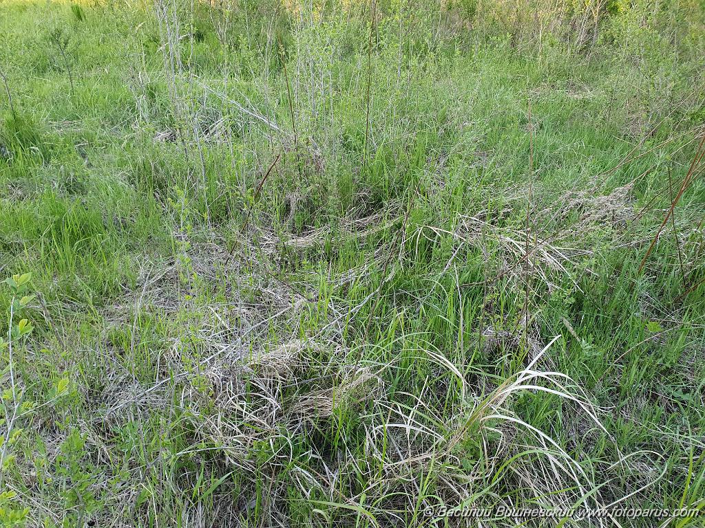 nest240528-2_Emberiza_spodocephala_2024_0528_2009-4.jpg - Еврейская автономная область. Окрестности посёлка Николаевка, Смидовичский район. 28 мая 2024 г. nest240528-2