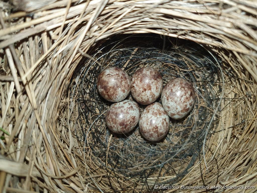 nest240528-2_Emberiza_spodocephala_2024_0528_2010-3.jpg - Еврейская автономная область. Окрестности посёлка Николаевка, Смидовичский район. 28 мая 2024 г. nest240528-2