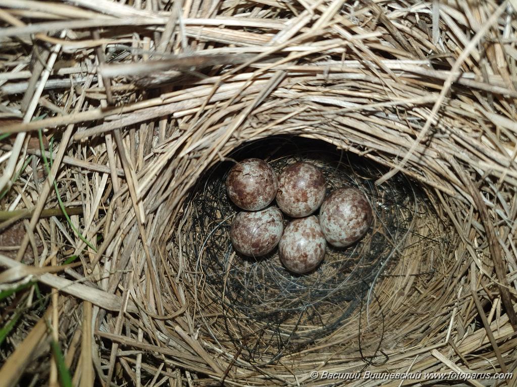 nest240528-2_Emberiza_spodocephala_2024_0528_2010.jpg - Еврейская автономная область. Окрестности посёлка Николаевка, Смидовичский район. 28 мая 2024 г. nest240528-2