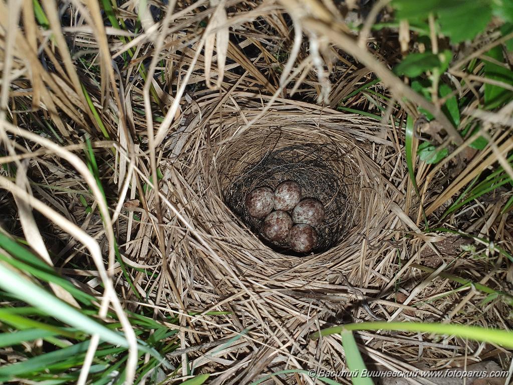 nest240528-2_Emberiza_spodocephala_2024_0528_2011.jpg - Еврейская автономная область. Окрестности посёлка Николаевка, Смидовичский район. 28 мая 2024 г. nest240528-2