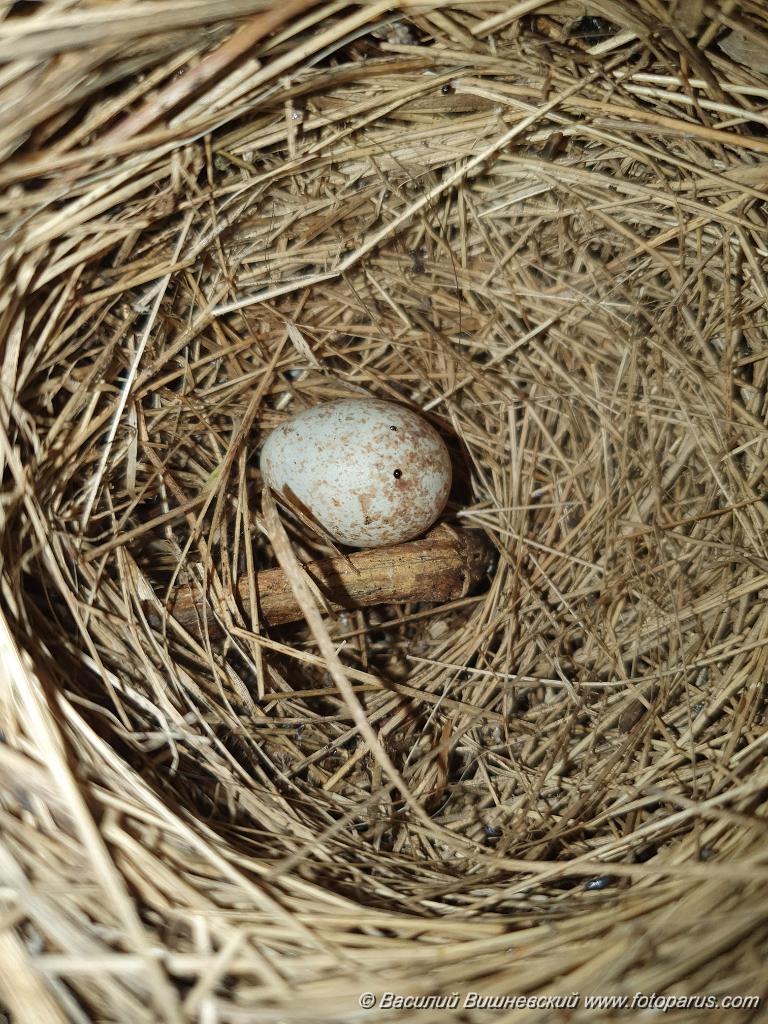 nest240603-2_Emberiza_spodocephala_2024_0613_1843.jpg - Хабаровск, питомник имени Лукашова. 13 июня 2024 г.