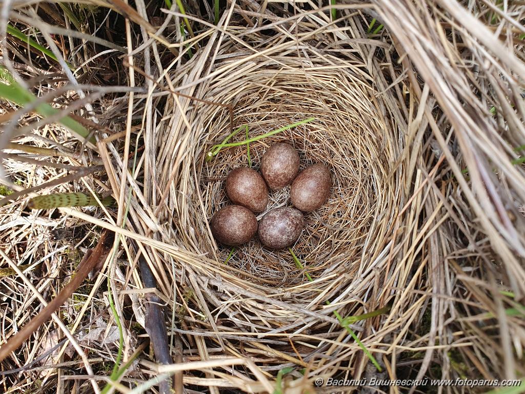 nest240605-1_Emberiza_spodocephala_2024_0605_1327-2.jpg - Муравьёвский парк. Дальний Восток, Амурская область, Тамбовский муниципальный округ. 5 июня 2024 г. nest240605-1