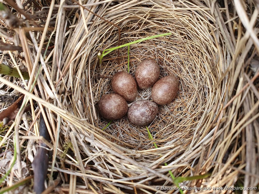 nest240605-1_Emberiza_spodocephala_2024_0605_1327.jpg - Муравьёвский парк. Дальний Восток, Амурская область, Тамбовский муниципальный округ. 5 июня 2024 г. nest240605-1