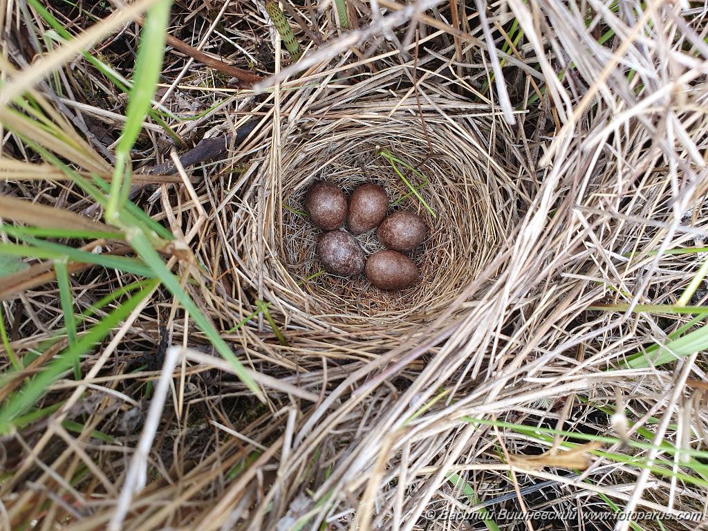 nest240605-1_Emberiza_spodocephala_2024_0605_1328-2.jpg - Муравьёвский парк. Дальний Восток, Амурская область, Тамбовский муниципальный округ. 5 июня 2024 г. nest240605-1