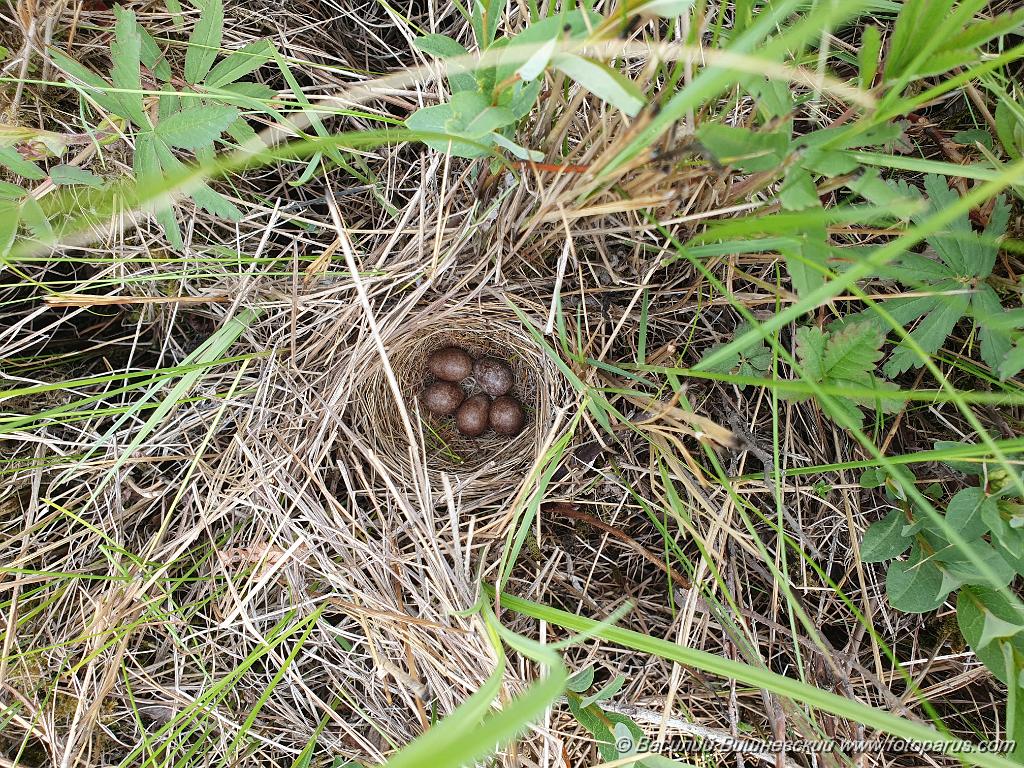 nest240605-1_Emberiza_spodocephala_2024_0605_1328.jpg - Муравьёвский парк. Дальний Восток, Амурская область, Тамбовский муниципальный округ. 5 июня 2024 г. nest240605-1