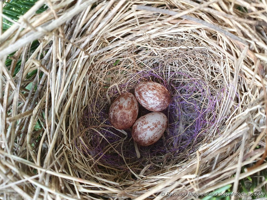 nest240605-3_Emberiza_spodocephala_2024_0605_1432-2.jpg - Муравьёвский парк. Дальний Восток, Амурская область, Тамбовский муниципальный округ. 5 июня 2024 г.