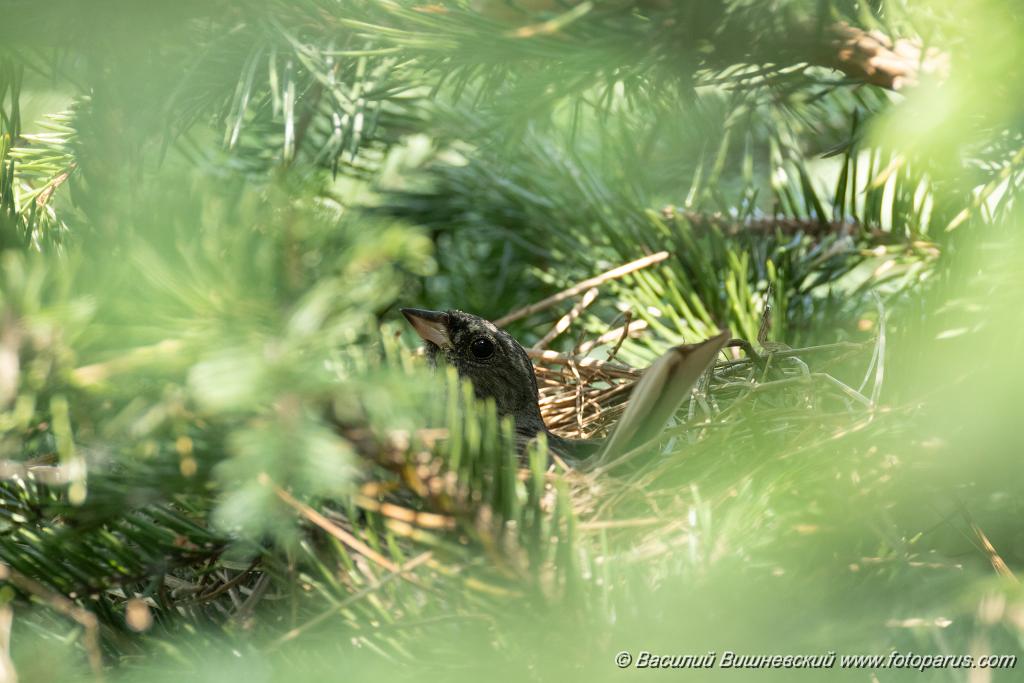 nest240605-3_Emberiza_spodocephala_2024_0606_1529.jpg - Муравьёвский парк. Дальний Восток, Амурская область, Тамбовский муниципальный округ. 6 июня 2024 г.
