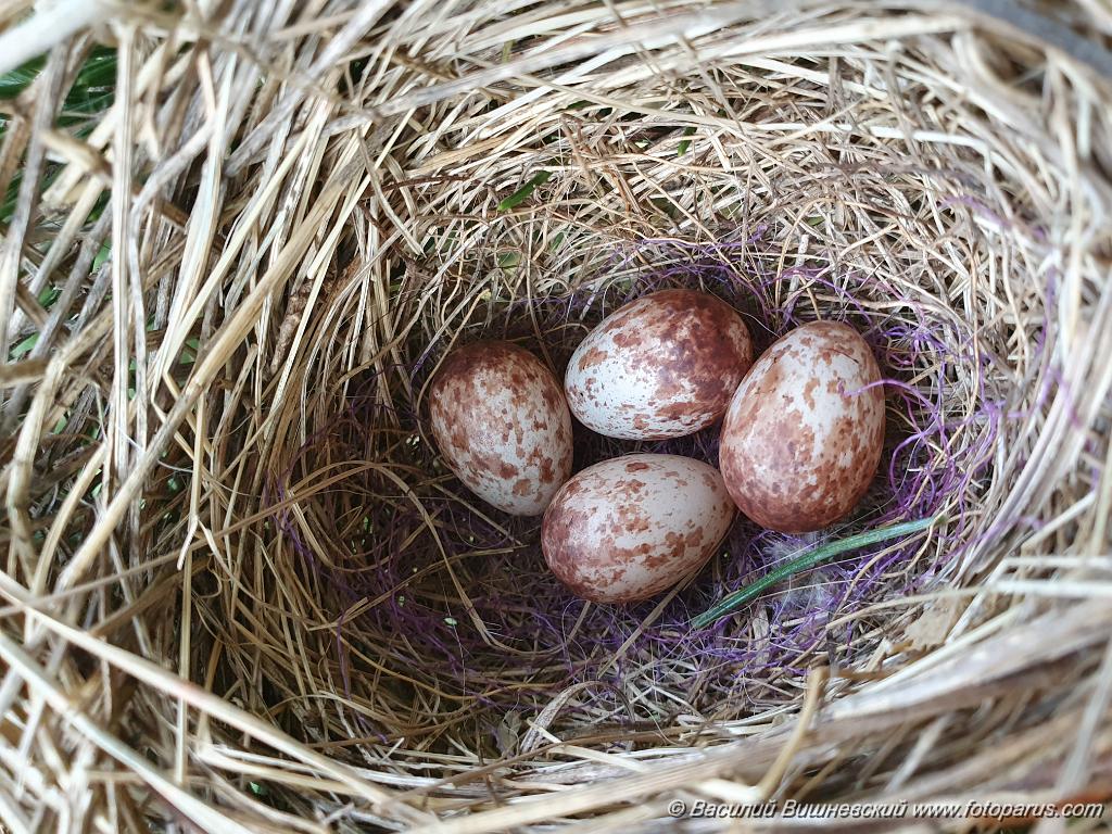 nest240605-3_Emberiza_spodocephala_2024_0606_1538-3.jpg - Муравьёвский парк. Дальний Восток, Амурская область, Тамбовский муниципальный округ. 6 июня 2024 г.