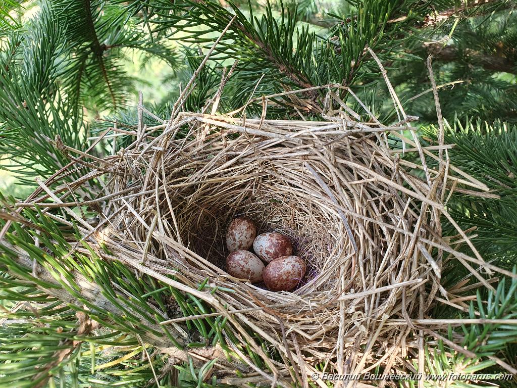 nest240605-3_Emberiza_spodocephala_2024_0606_1538-4.jpg - Муравьёвский парк. Дальний Восток, Амурская область, Тамбовский муниципальный округ. 6 июня 2024 г.