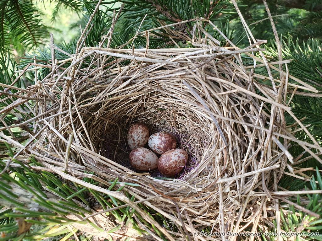 nest240605-3_Emberiza_spodocephala_2024_0606_1538.jpg - Муравьёвский парк. Дальний Восток, Амурская область, Тамбовский муниципальный округ. 6 июня 2024 г.