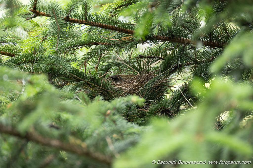 nest240605-3_Emberiza_spodocephala_2024_0606_1829.jpg - Муравьёвский парк. Дальний Восток, Амурская область, Тамбовский муниципальный округ. 6 июня 2024 г.