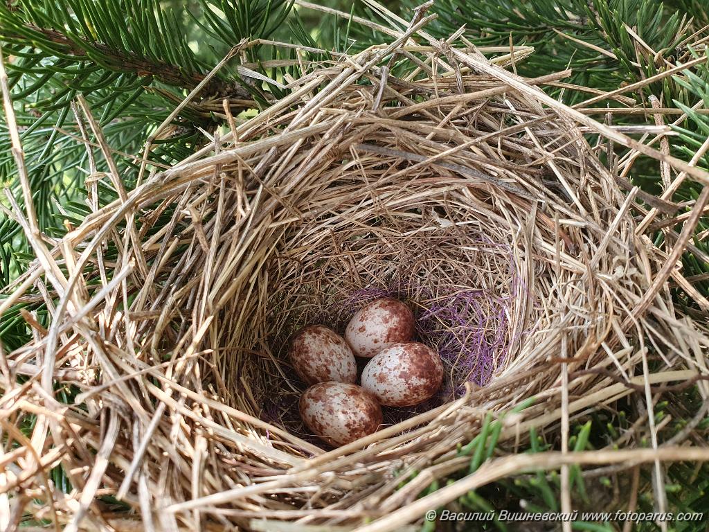 nest240605-3_Emberiza_spodocephala_2024_0607_0946.jpg - Муравьёвский парк. Дальний Восток, Амурская область, Тамбовский муниципальный округ. 7 июня 2024 г.