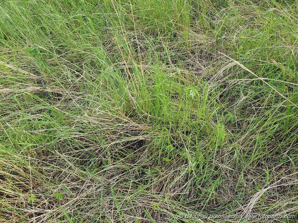 nest240610-1_Emberiza_spodocephala_2024_0610_1801.jpg - Дальний Восток, Приамурье. Еврейская автономная область, Смидовичский район.10 июня 2024 г.