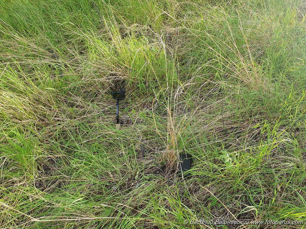 nest240610-1_Emberiza_spodocephala_2024_0610_1933.jpg - Дальний Восток, Приамурье. Еврейская автономная область, Смидовичский район.10 июня 2024 г.