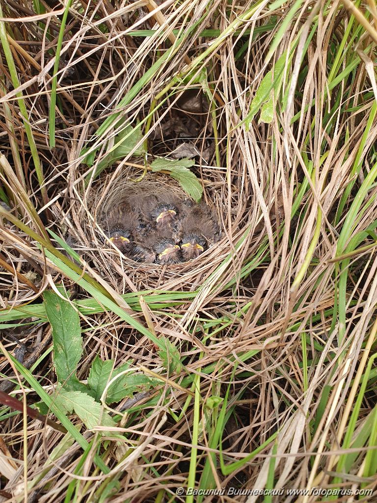 nest240610-1_Emberiza_spodocephala_2024_0611_0857-2.jpg - Дальний Восток, Приамурье. Еврейская автономная область, Смидовичский район.11 июня 2024 г.