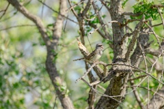 Emberiza_spodocephala_2024_0601_1706-5
