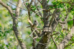 Emberiza_spodocephala_2024_0601_1706-6