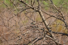 Emberiza_spodocephala_2024_0601_1713