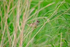 Emberiza_spodocephala_2024_0603_1709