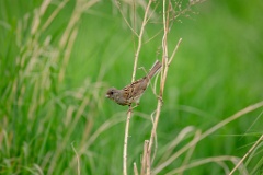 Emberiza_spodocephala_2024_0603_1712-5