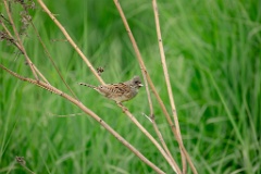 Emberiza_spodocephala_2024_0603_1712-6