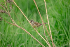 Emberiza_spodocephala_2024_0603_1712-7