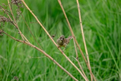 Emberiza_spodocephala_2024_0603_1712-8