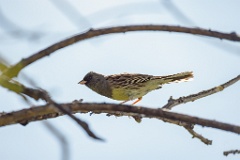 Emberiza_spodocephala_2024_0610_1605-2