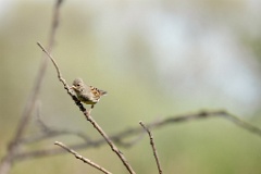 Emberiza_spodocephala_2024_0610_1622-4