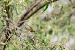 Emberiza_spodocephala_2024_0610_1622-5