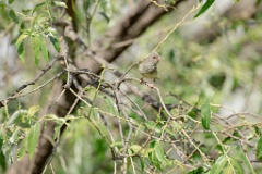 Emberiza_spodocephala_2024_0610_1622-6