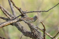 Emberiza_spodocephala_2024_0610_1623